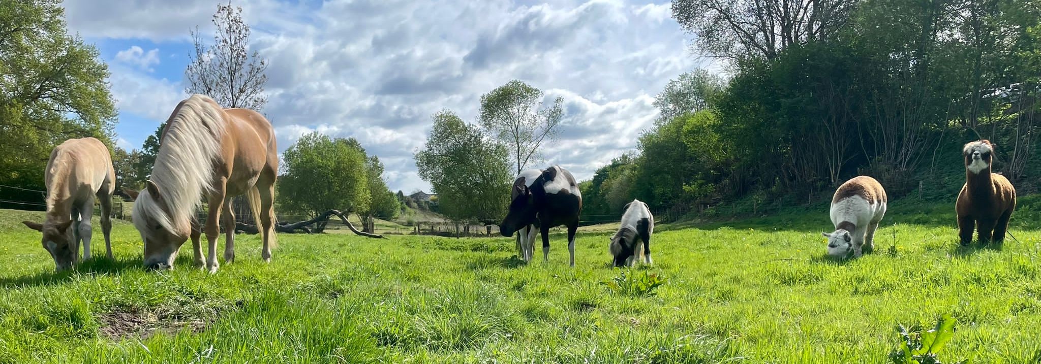 Tiere auf der Wiese