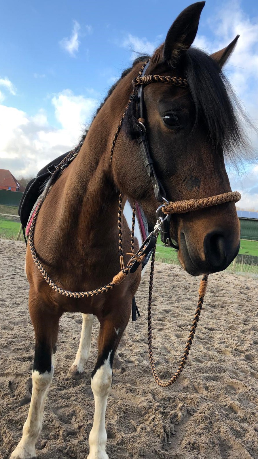 Pferd Fibi