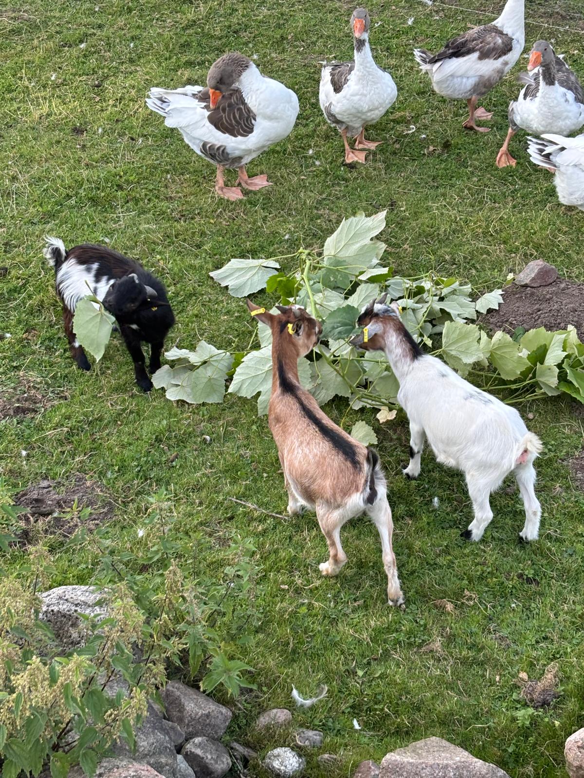 Ziegen beim fressen