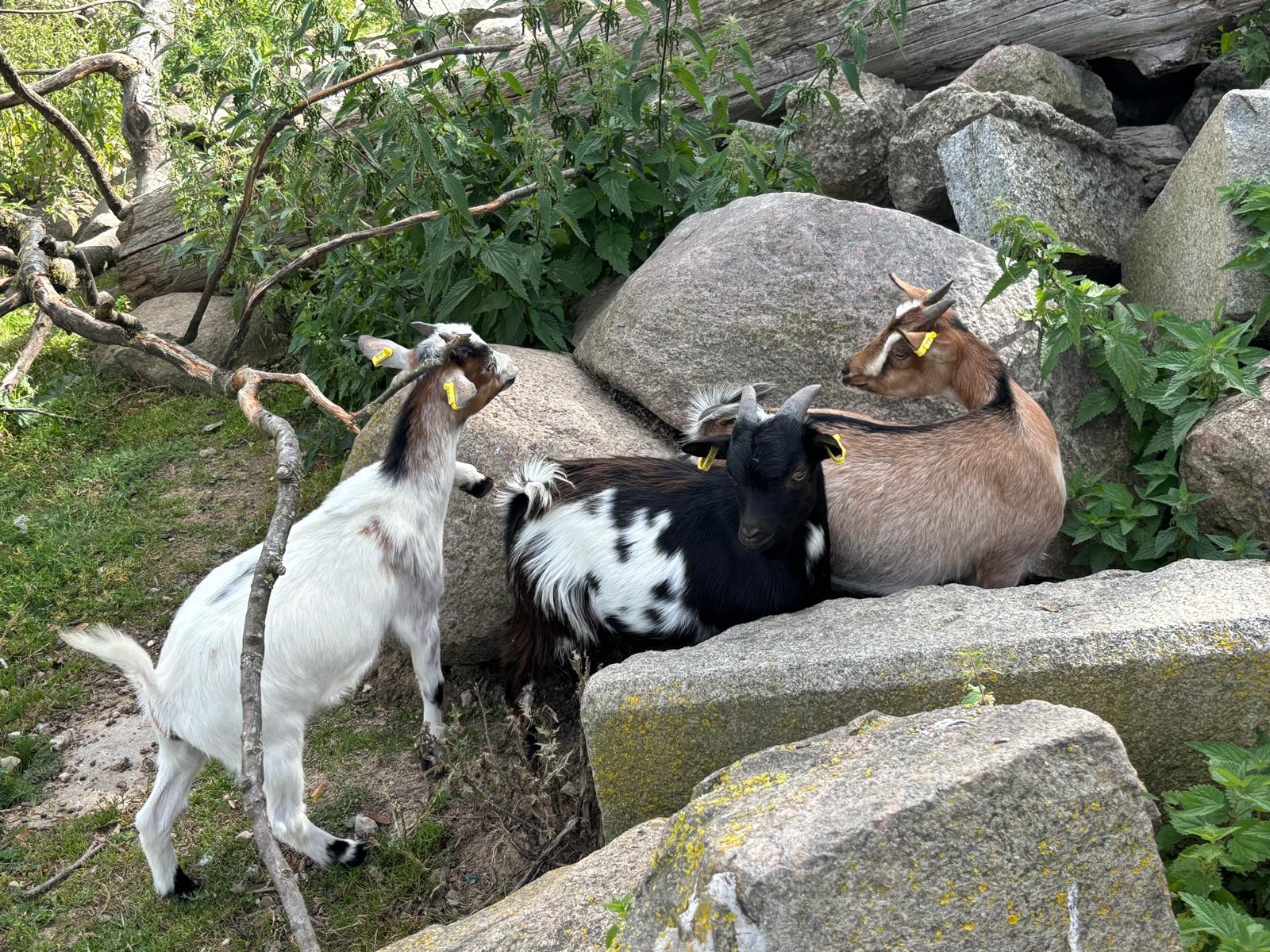 Ziegen klettern